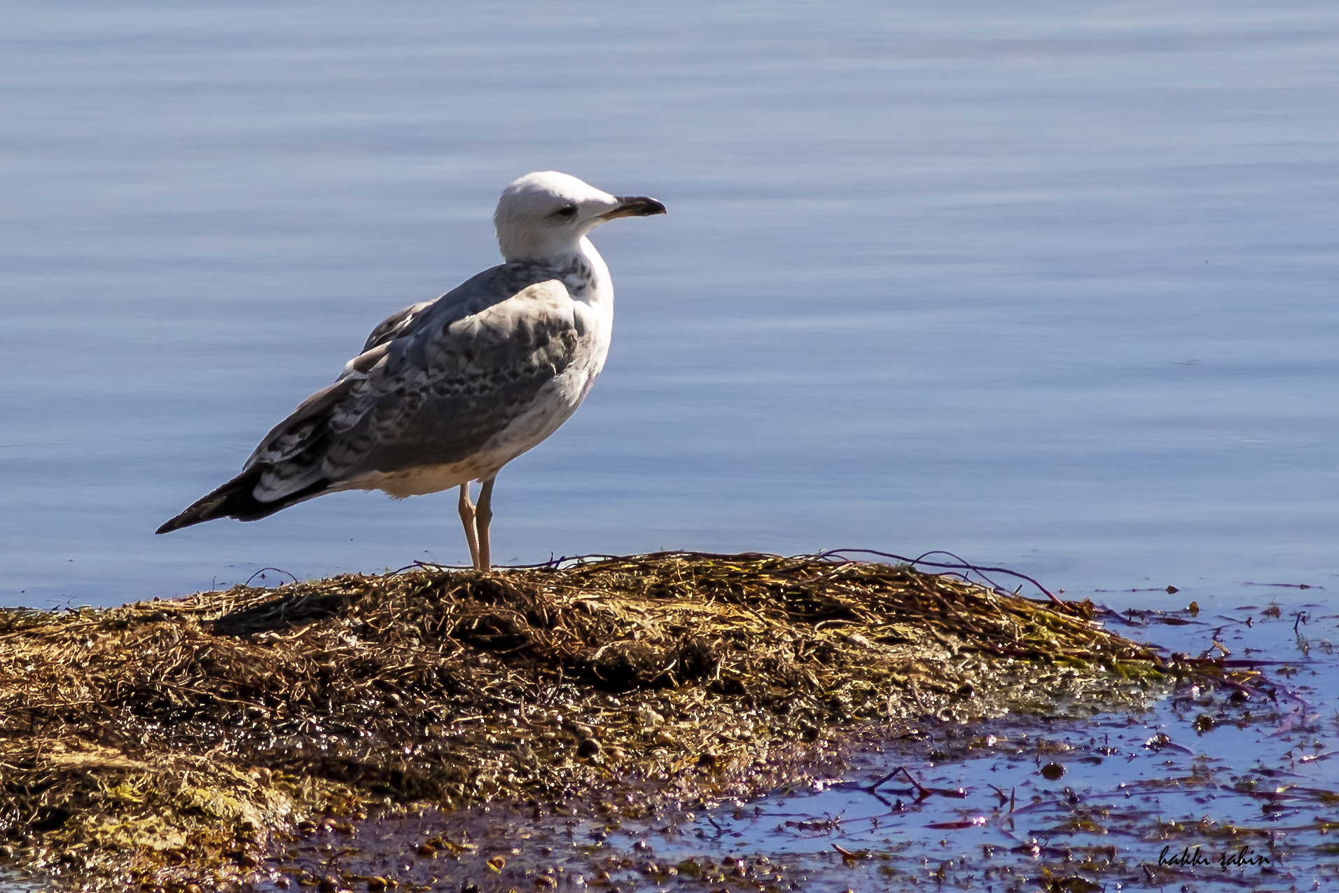 Yellow-legged Gull